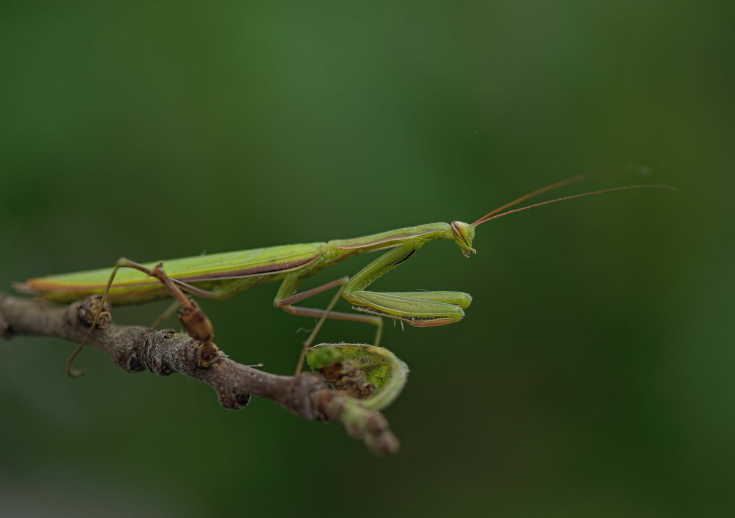 Religious mantis
