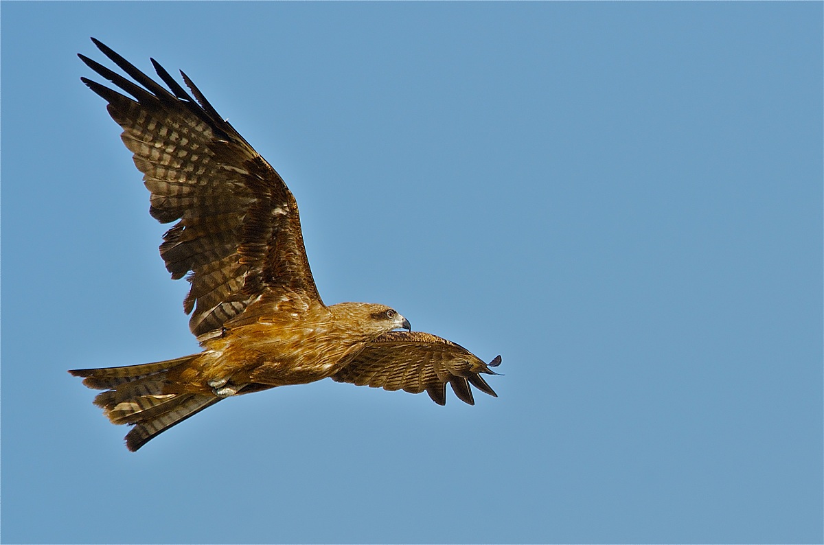 Young black kite