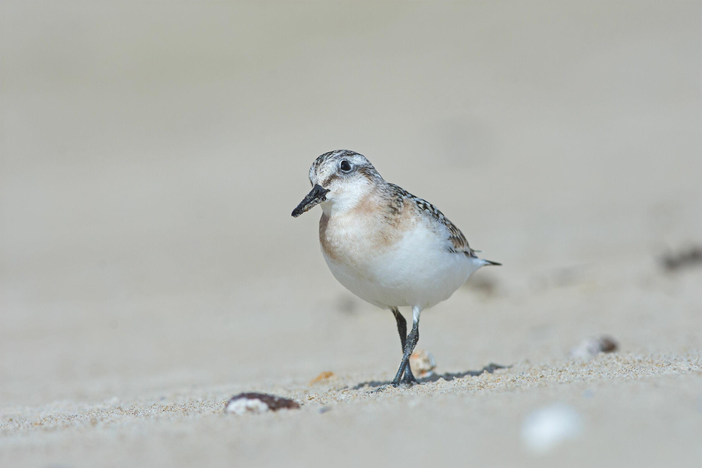 Le slandanti sono tornate