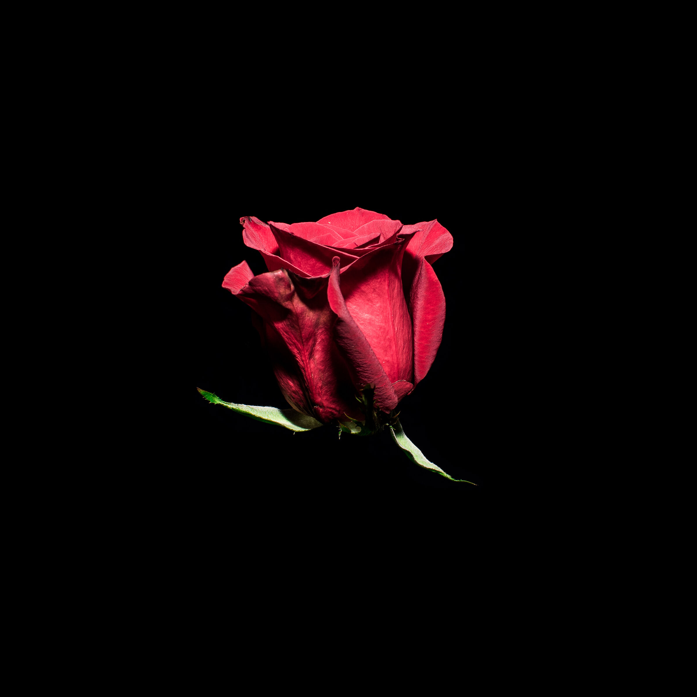 rosa 1