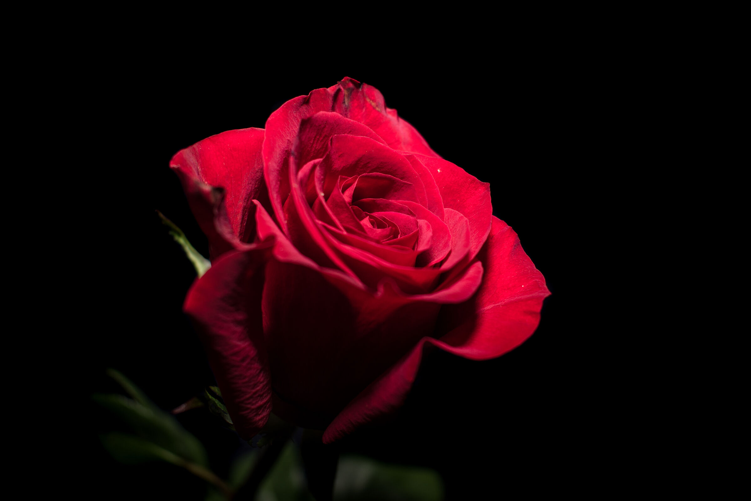rosa 2