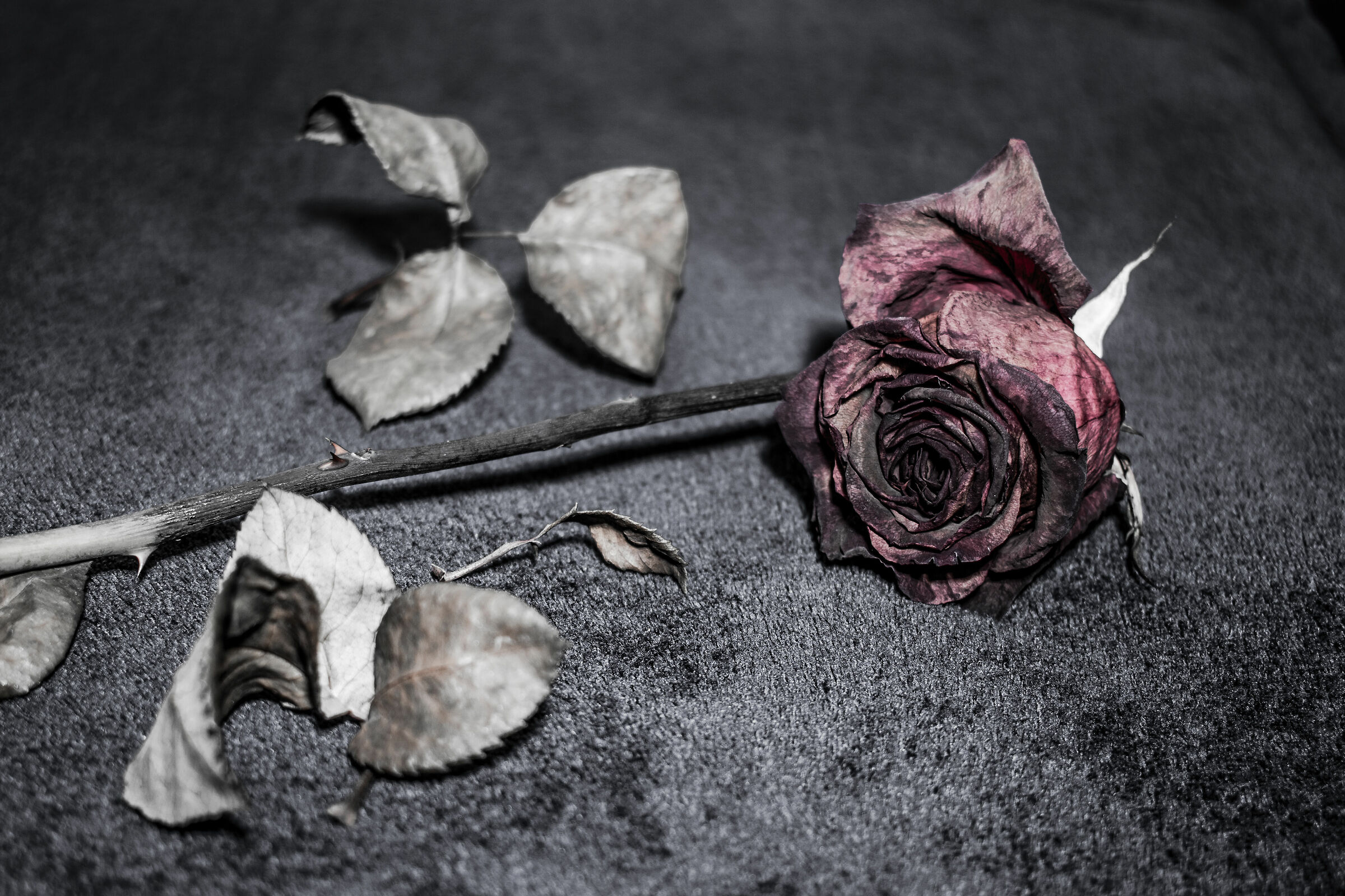 rosa morta