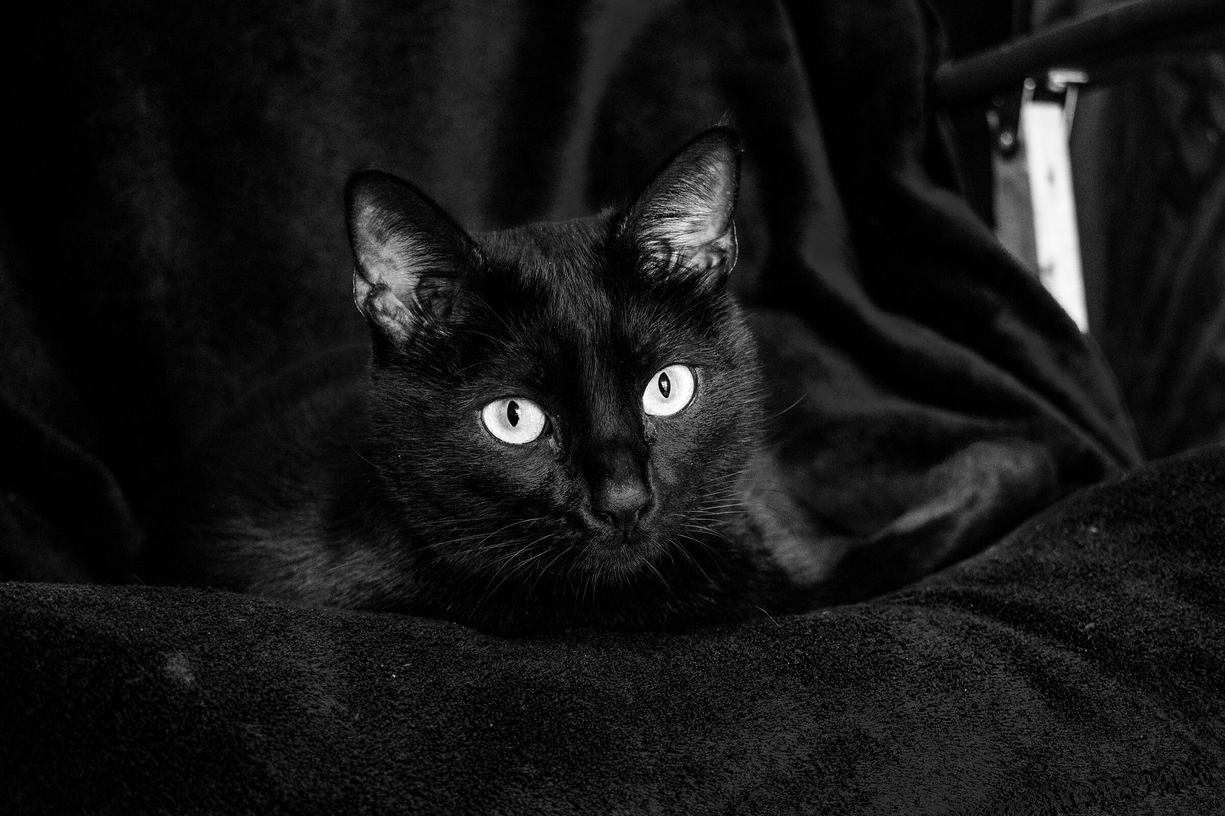 black CAT