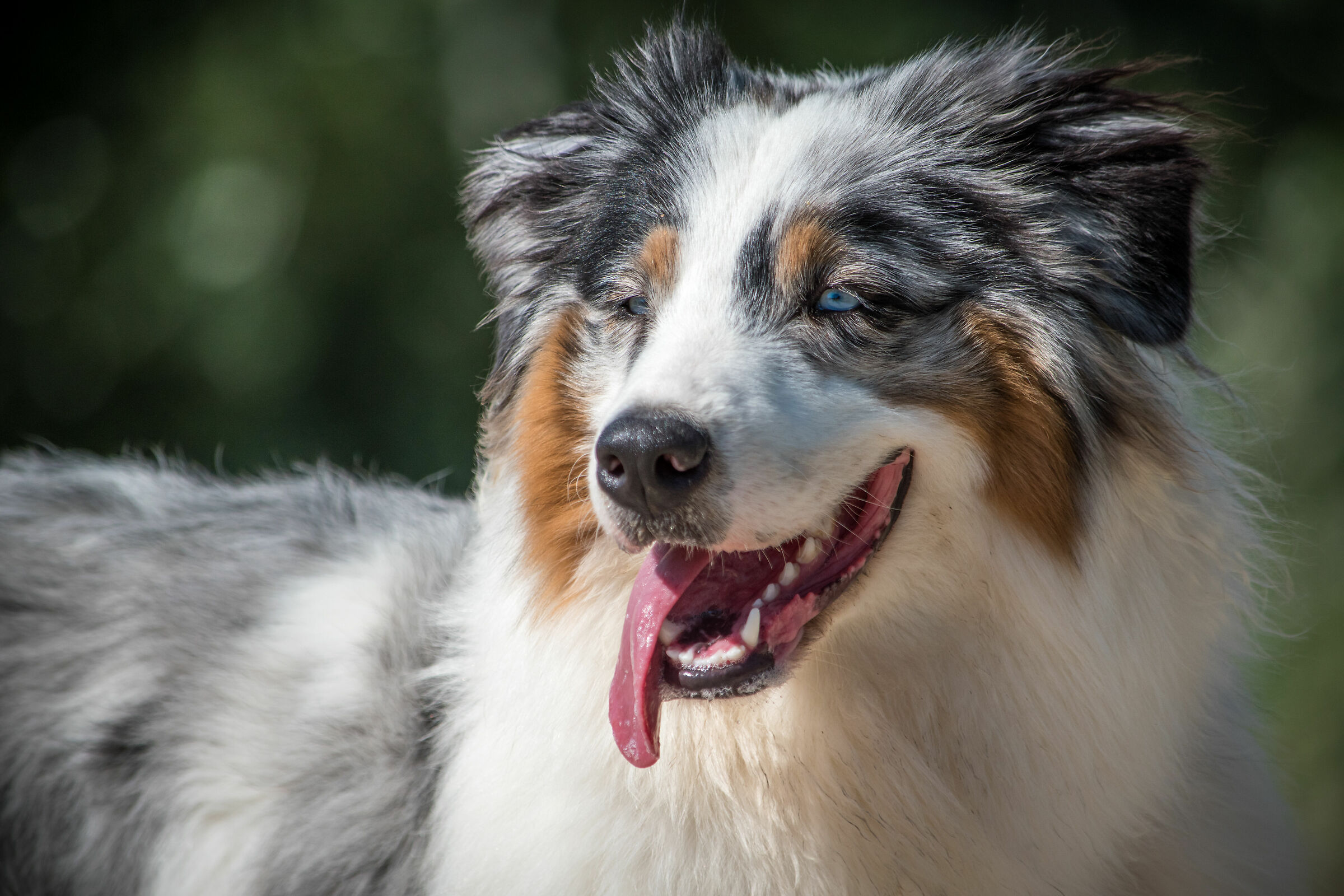 DOG portrait 1