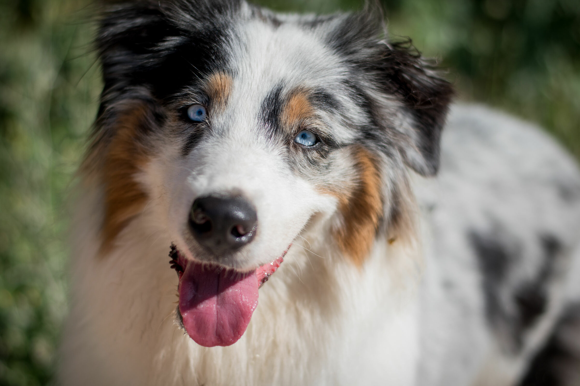 DOG portrait 2