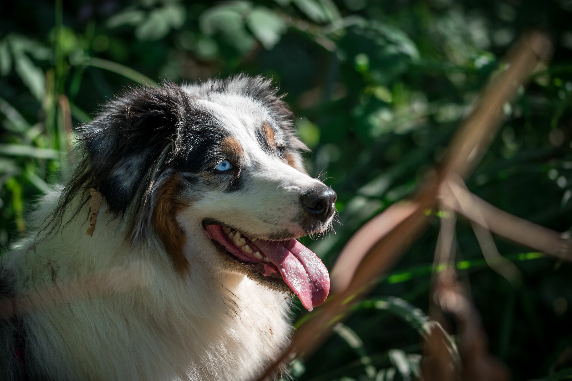 DOG portrait 3