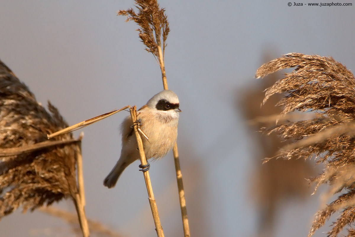 Remiz pendulinus (Pendolino Europeo), 004692