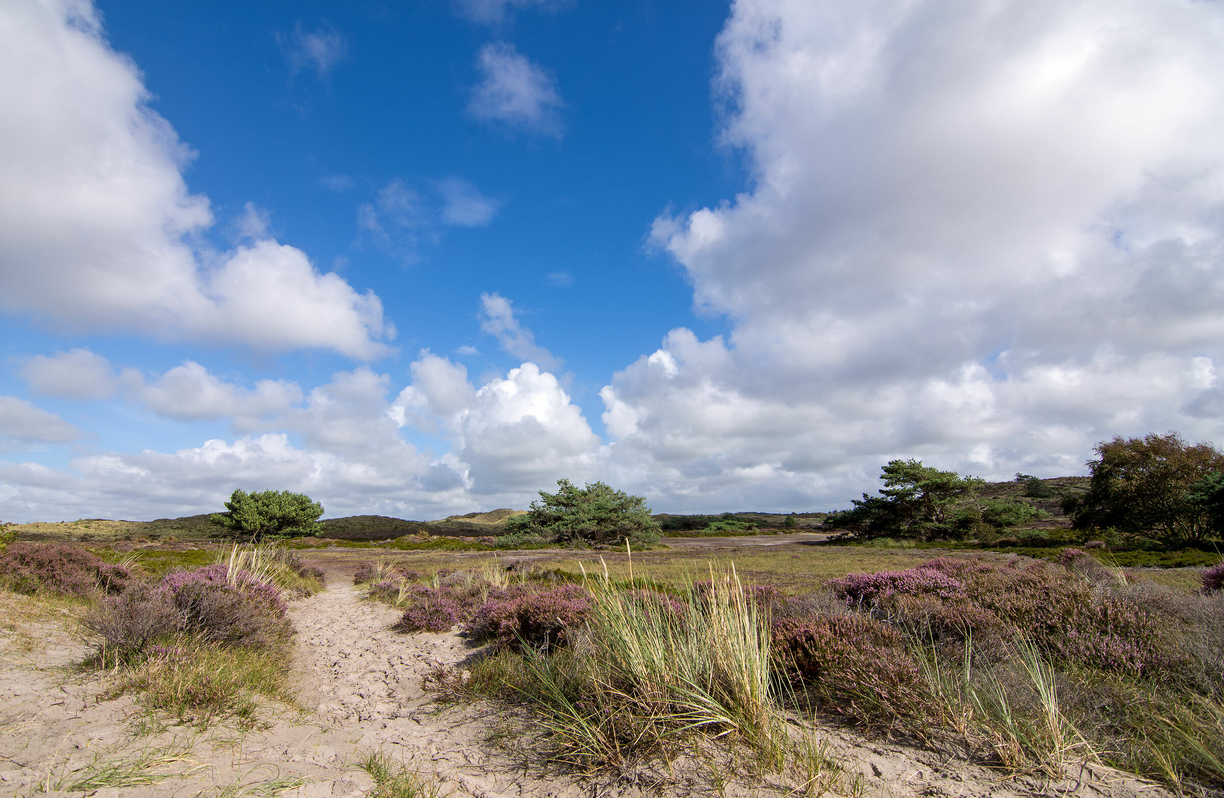 L'erica sta sbocciando di nuovo