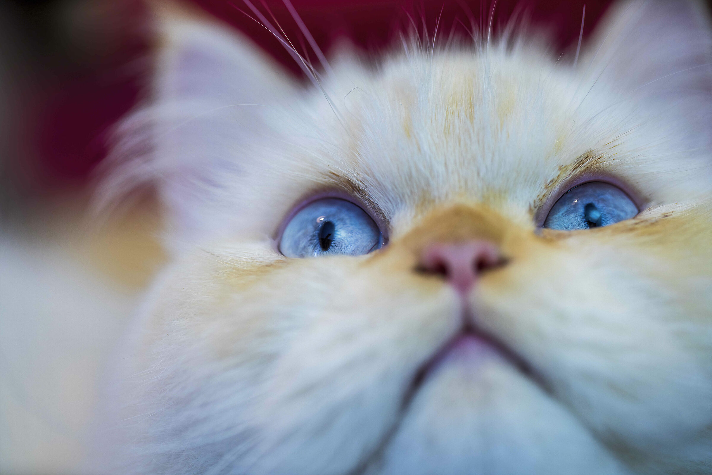 Elvis, Ragdoll color point