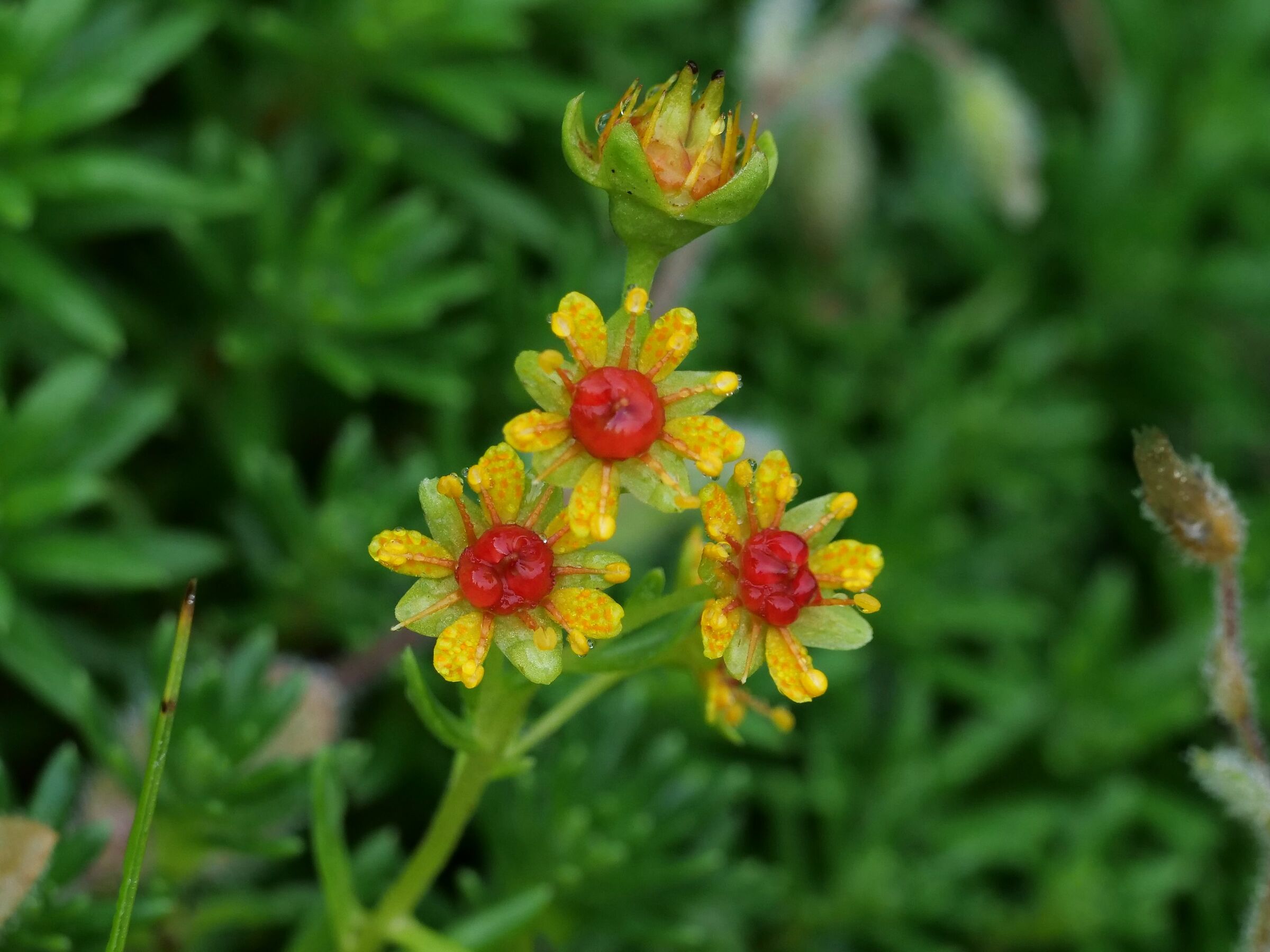 Flowering of Saxifraga aizoides