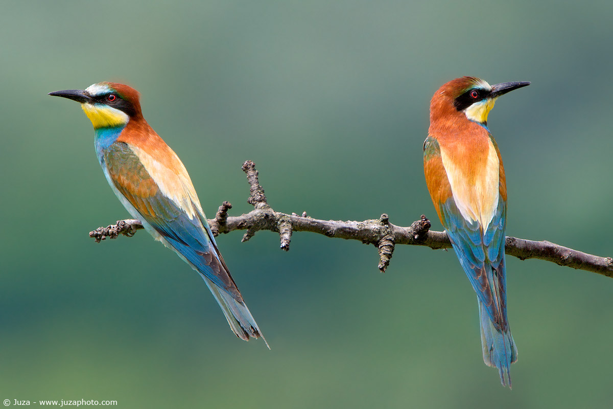 Merops apiaster (Gruccione), 002748