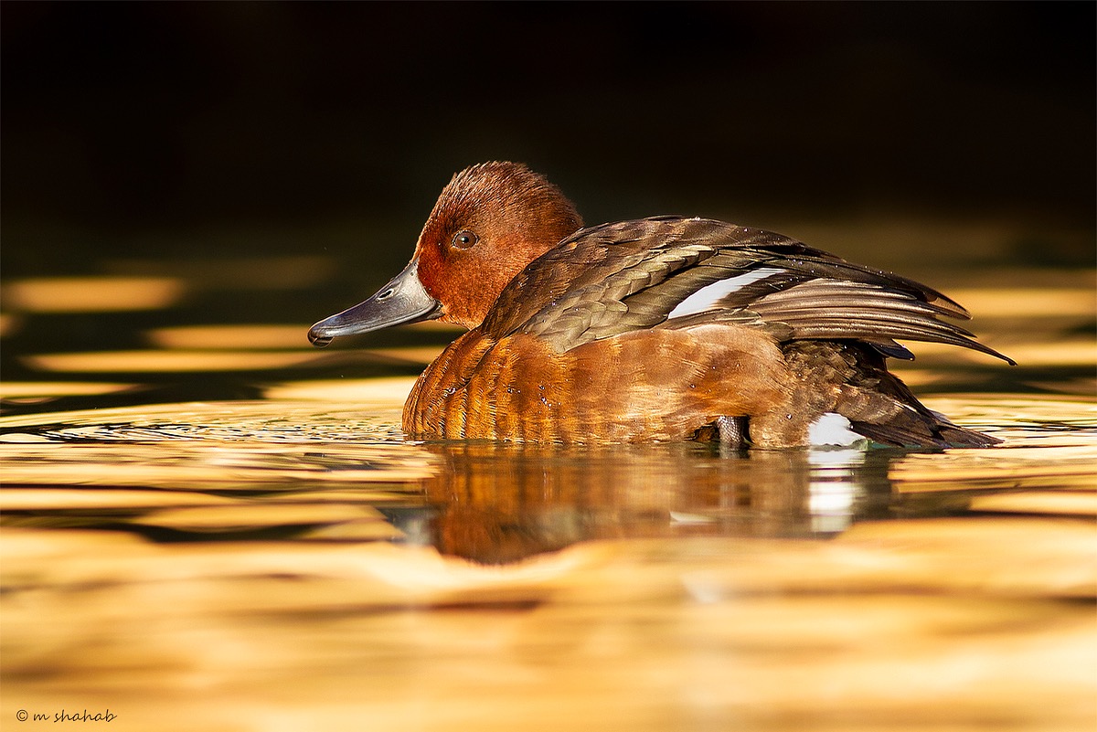 Ferruginous Duck