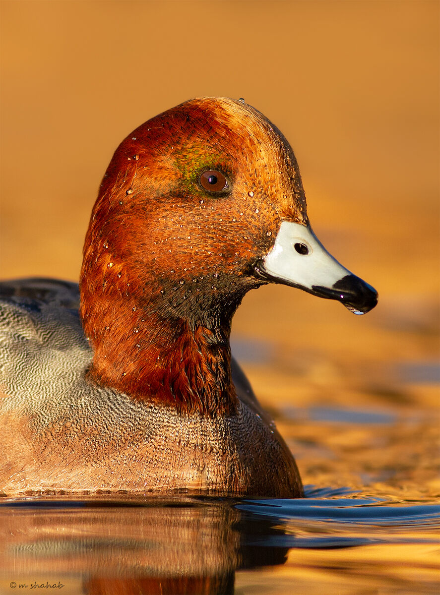 Wigeon