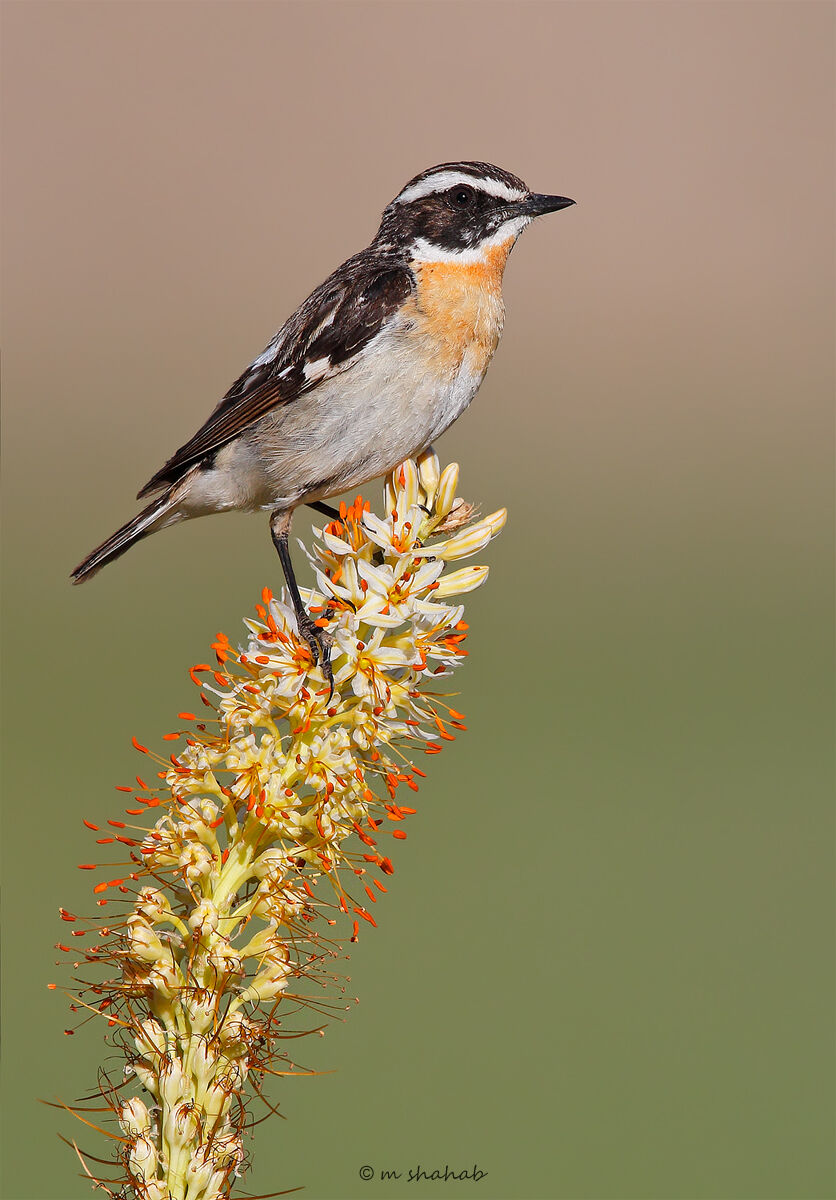 Whinchat