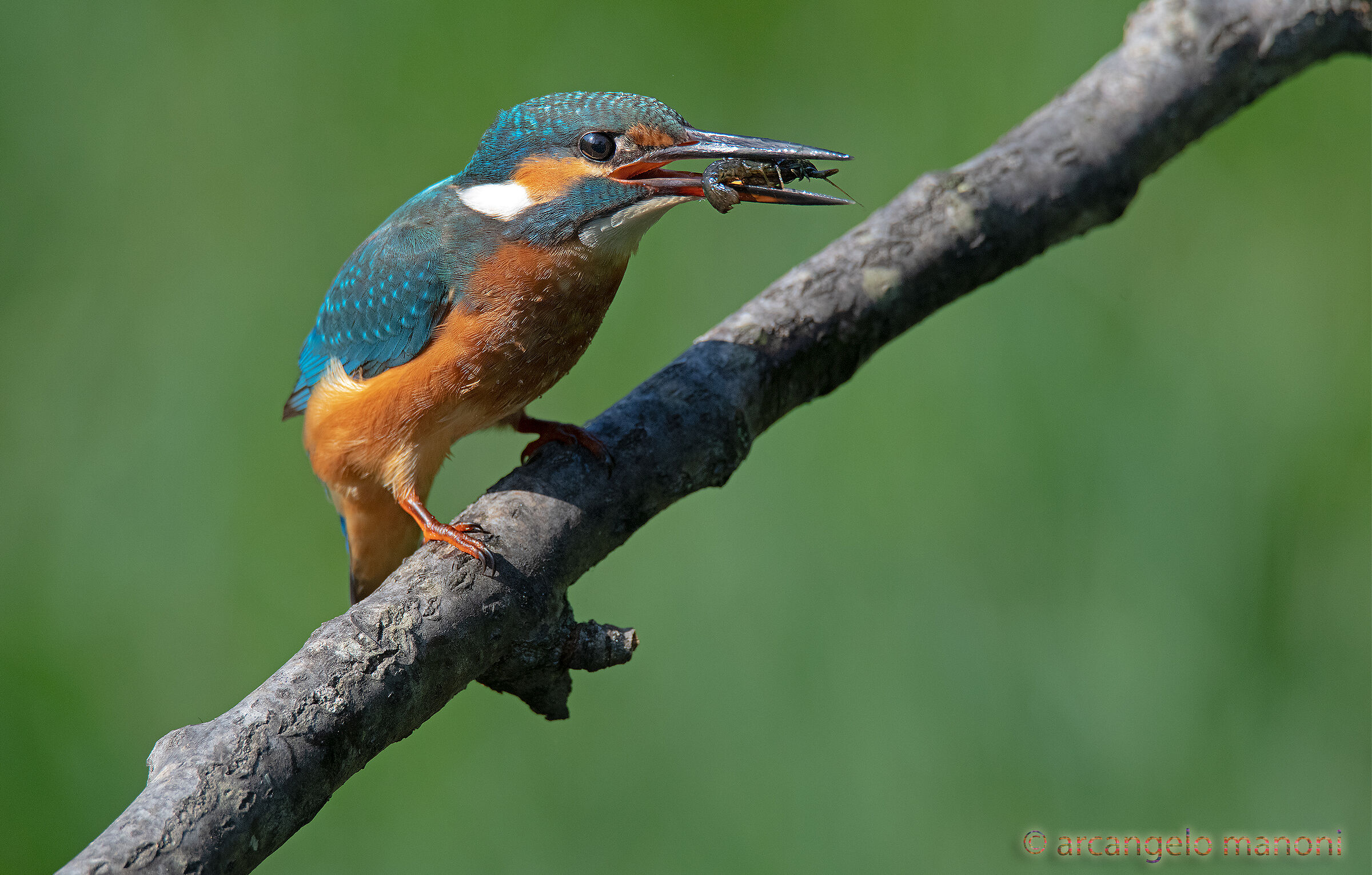 Craving for crustaceans