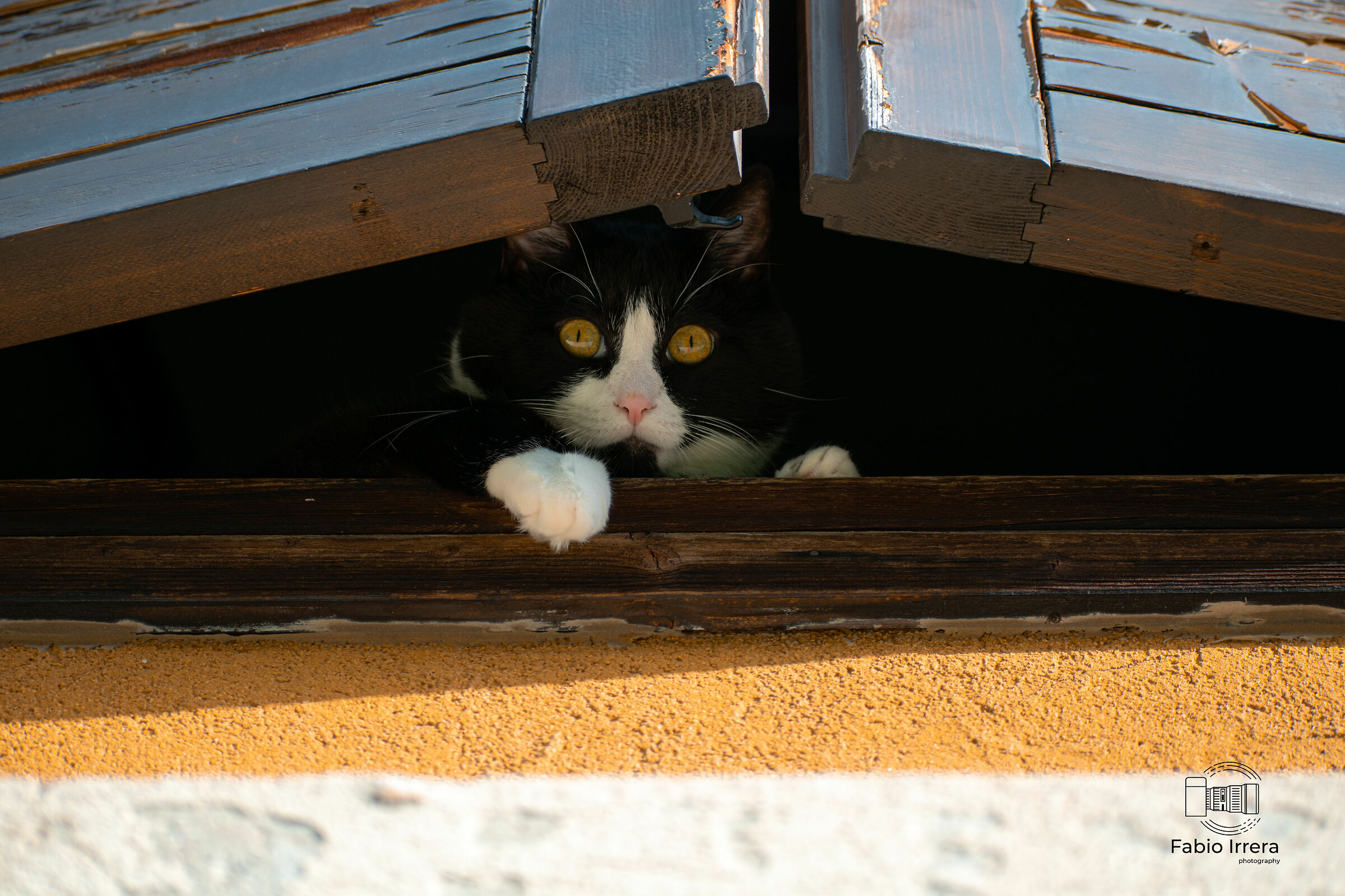 Gatto sulla finestra