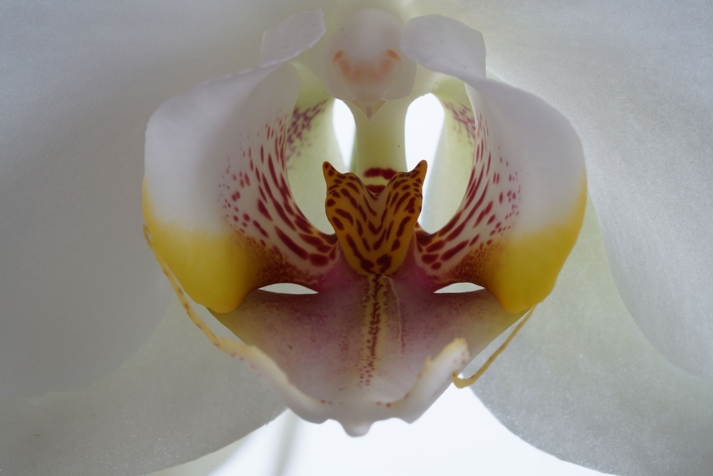 Orchid