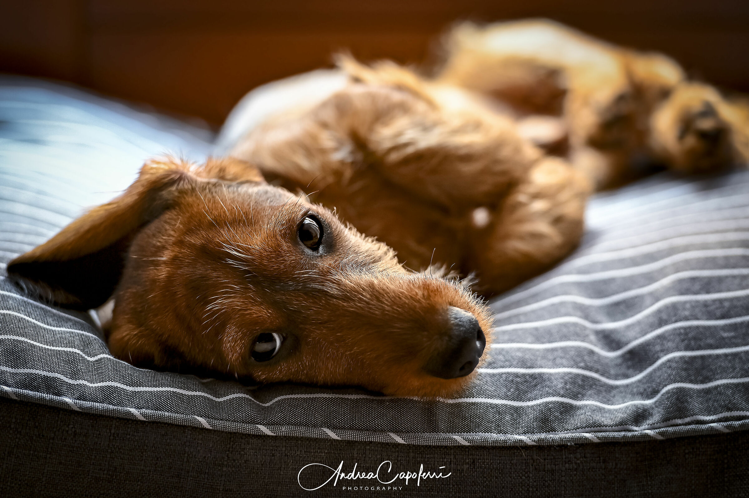 Charlie