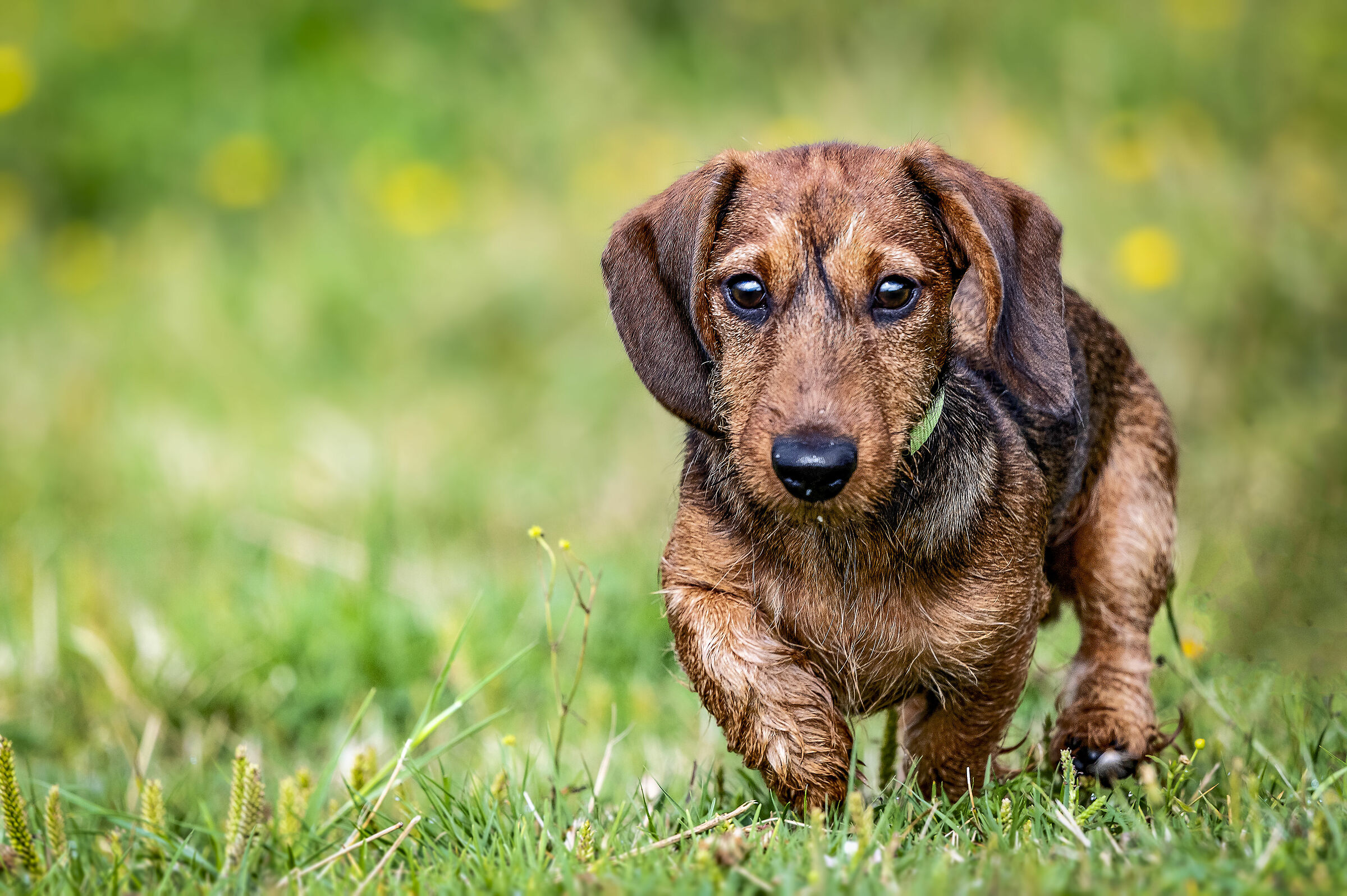 Charlie 2