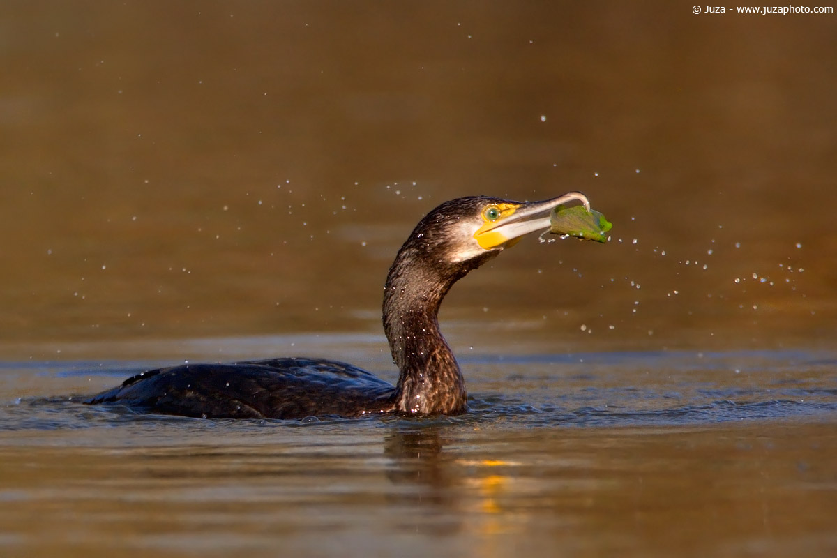 Phalacrocorax carbo (Cormorano), 004068