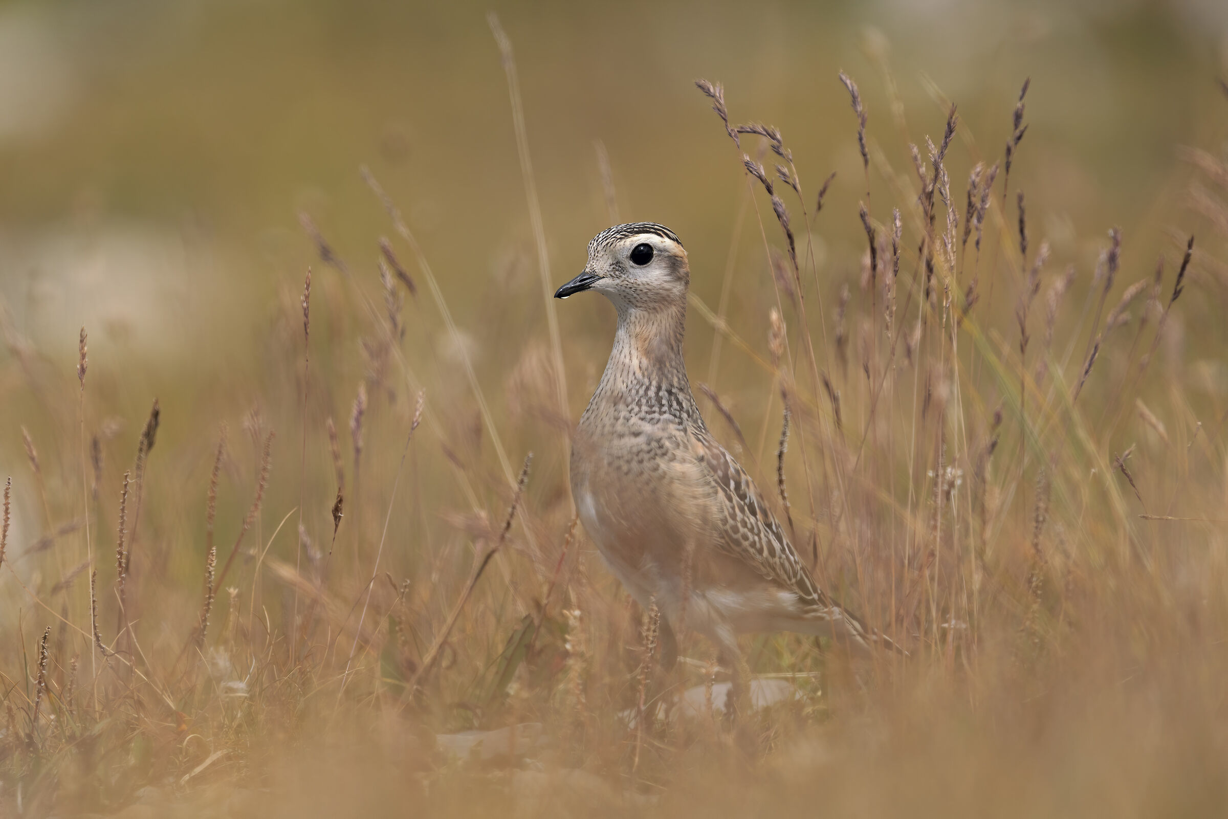 Il Piviere tortolino