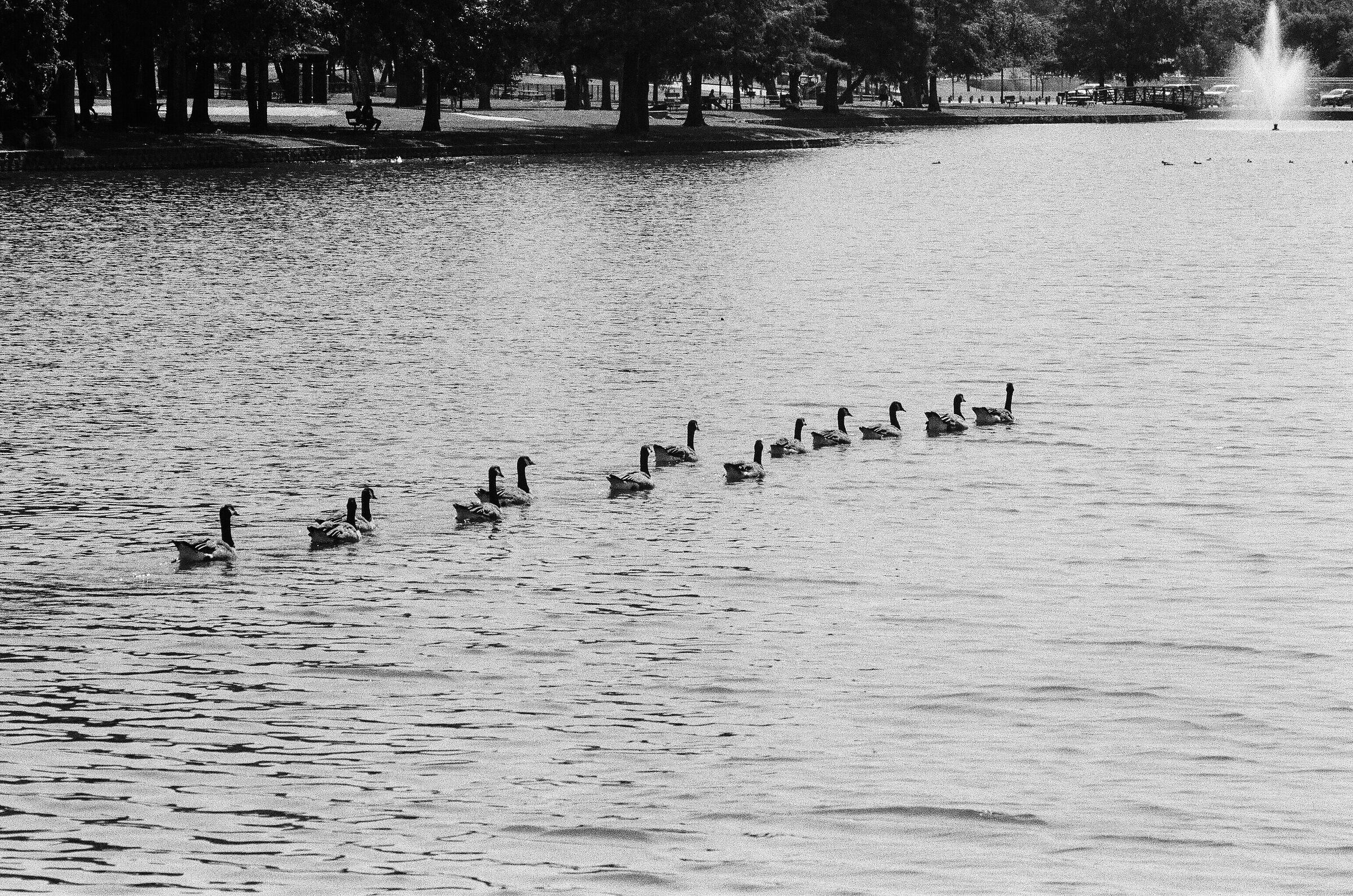 Canadian Geese, follow the leader