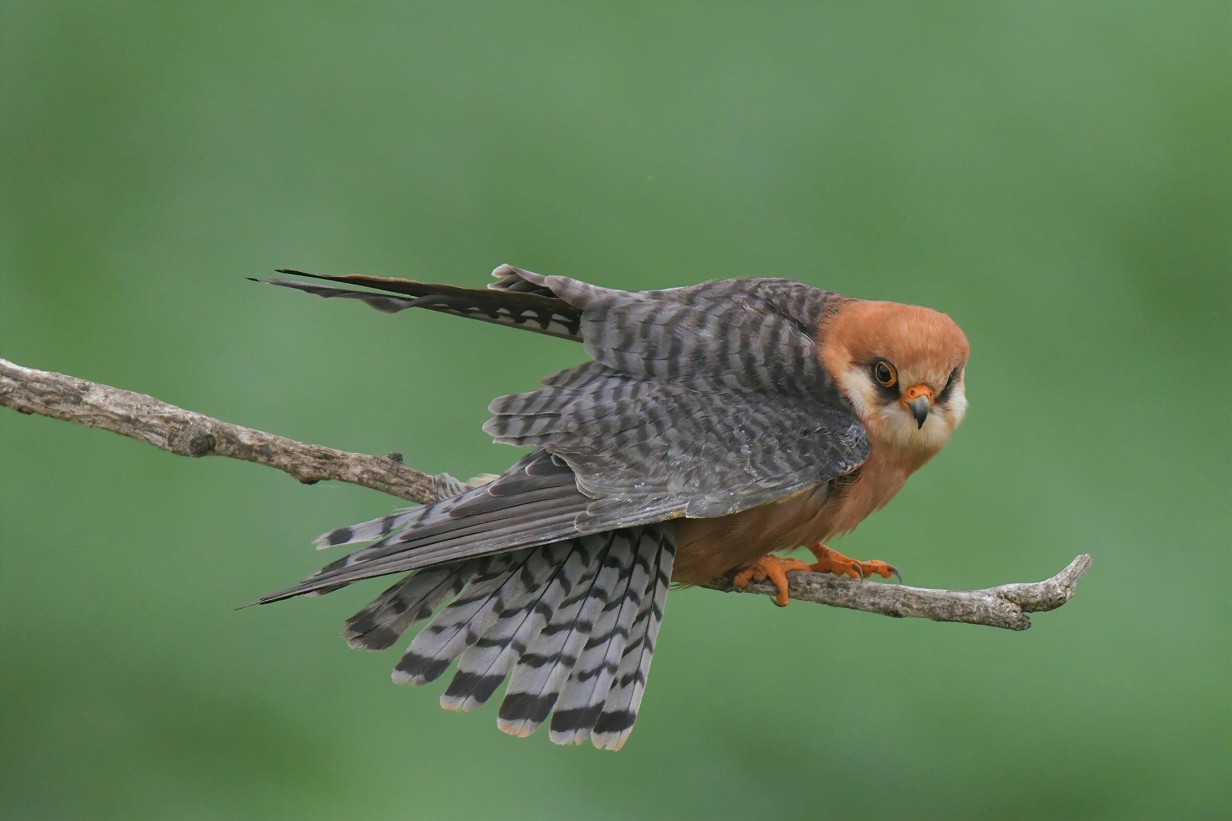 falcon cuckoo female