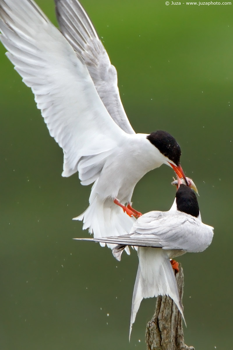 Sterna hirundo (Sterna), 002708