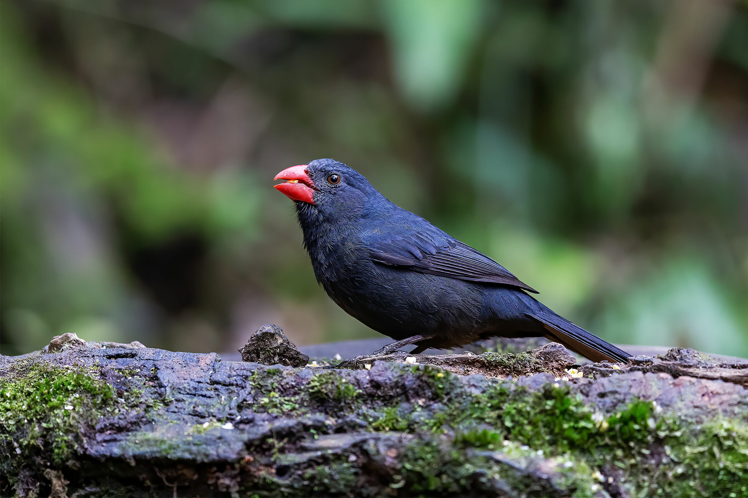 Beccogrosso golanera (Saltator fuliginosus)