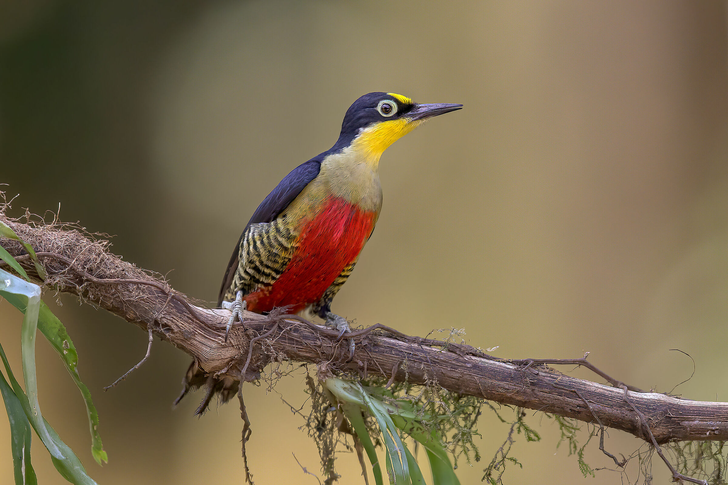 Picchio frontegialla (Melanerpes flavifrons)