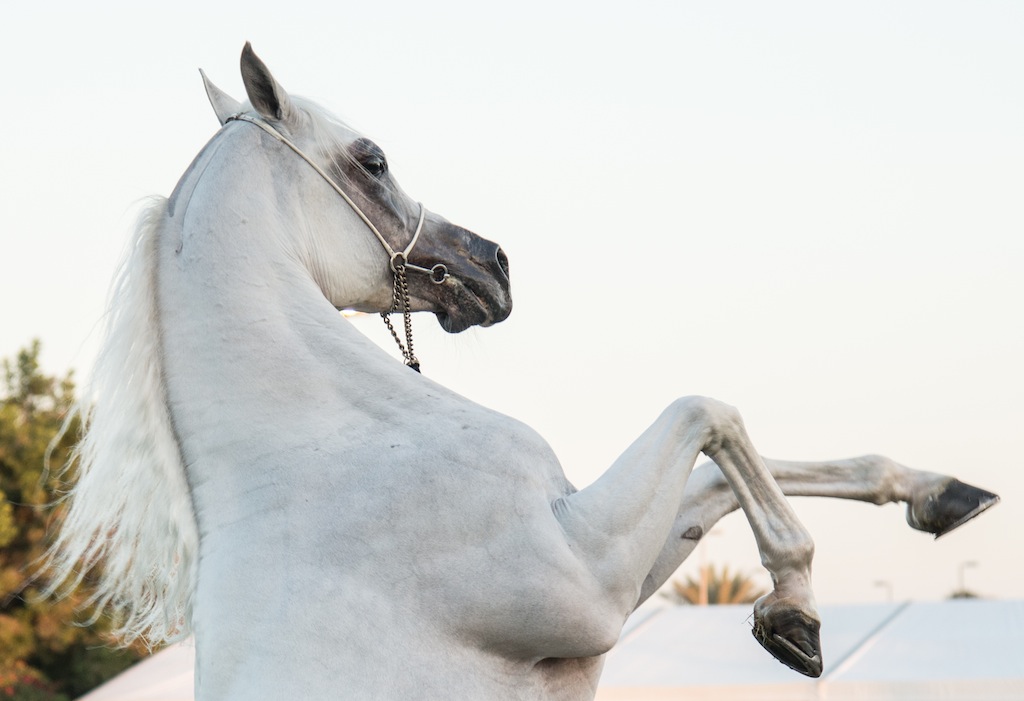 The Arabian Horses Competition