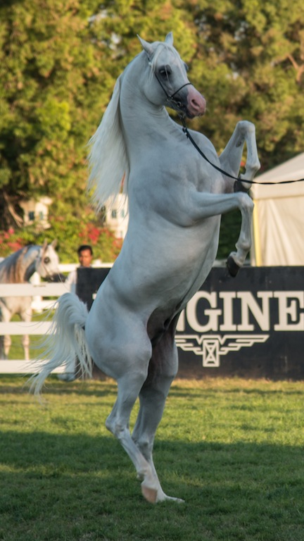 The Arabian Horses Competition