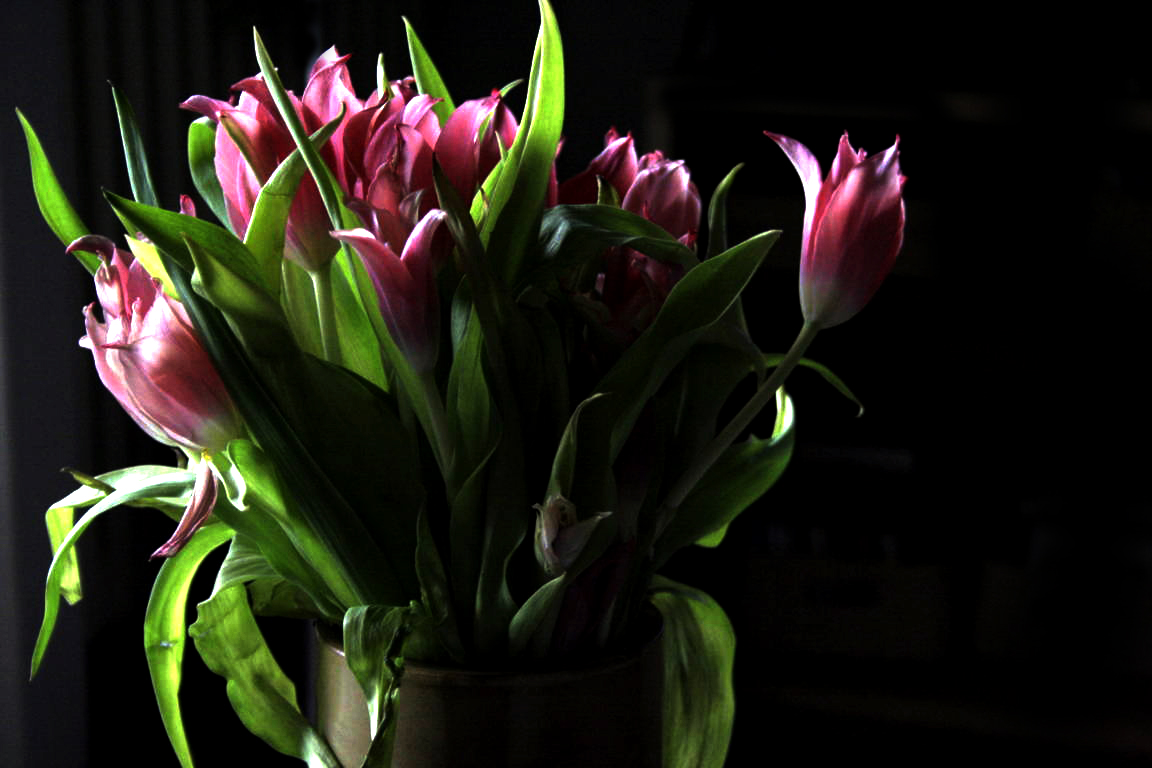 tulips two