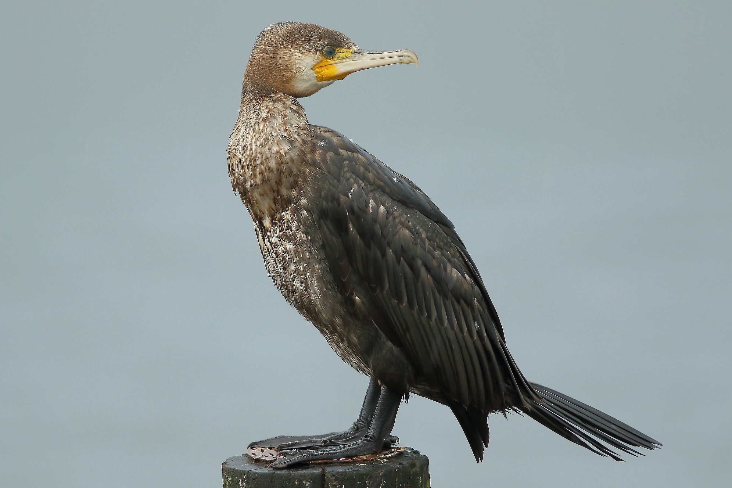 Young Cormorant