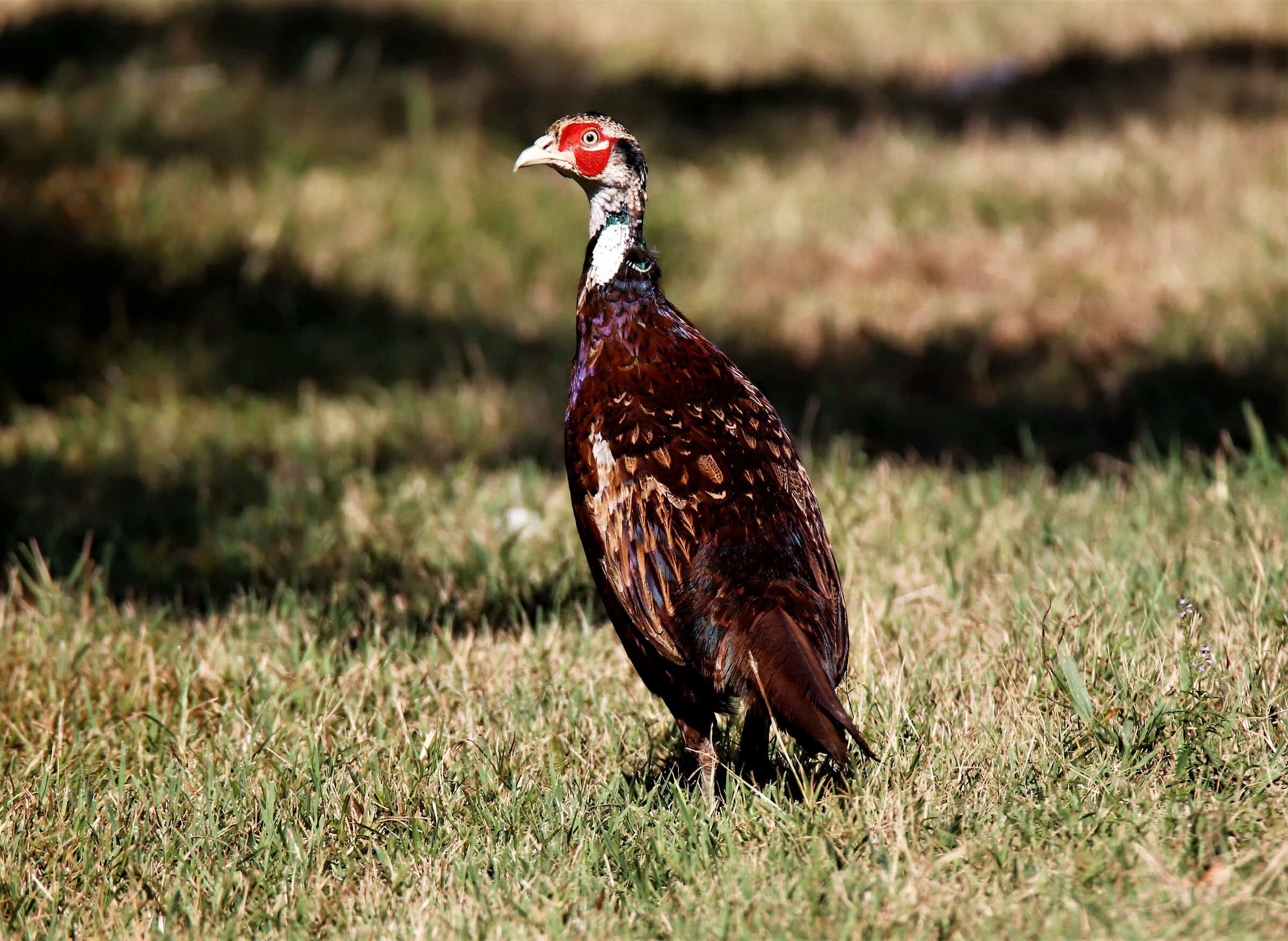 Pheasant