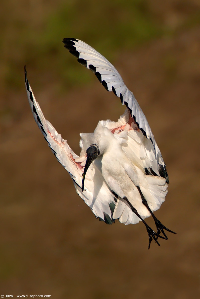 Threskiornis aethiopica (Sacred Ibis), 004382