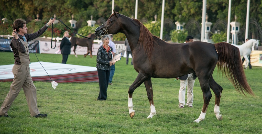 The Arabian Horses Competition