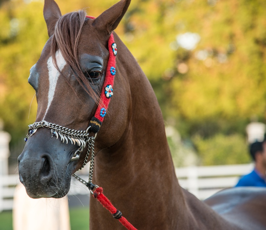 The Arabian Horses Competition