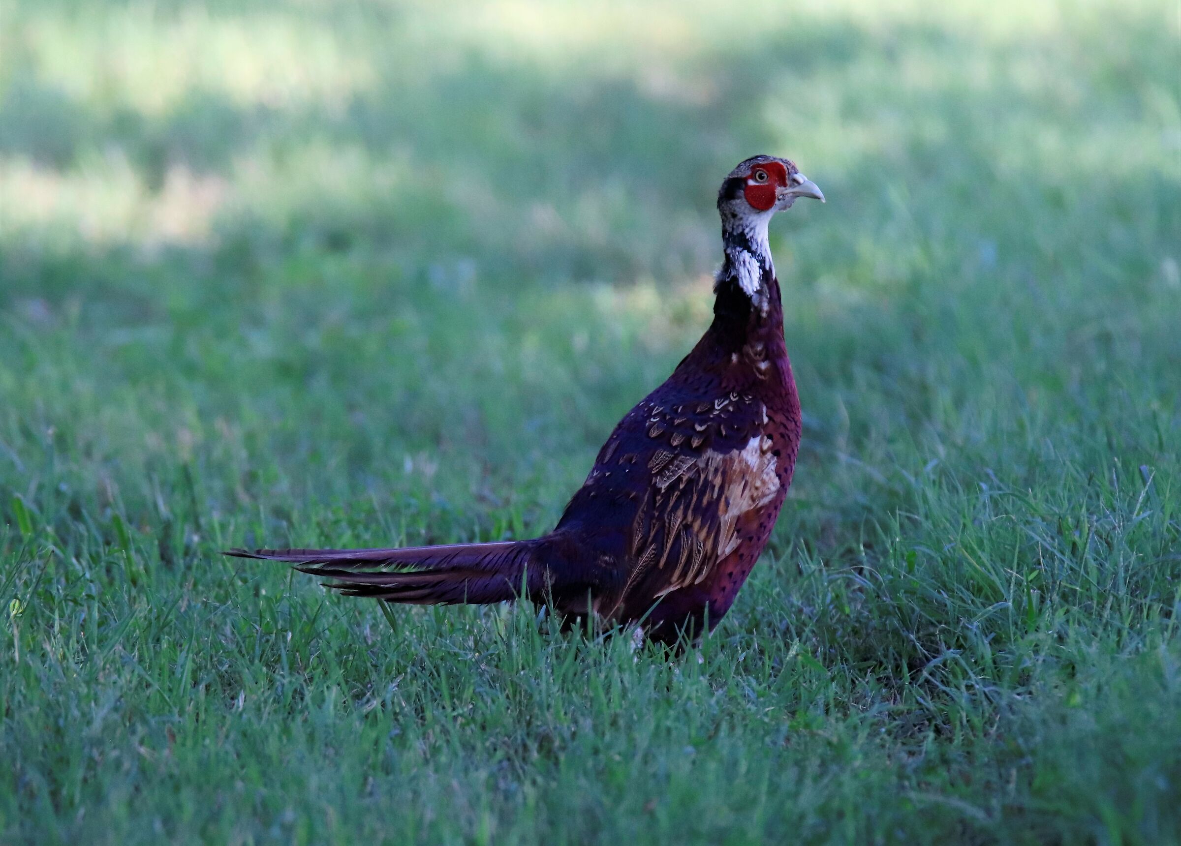 Pheasant
