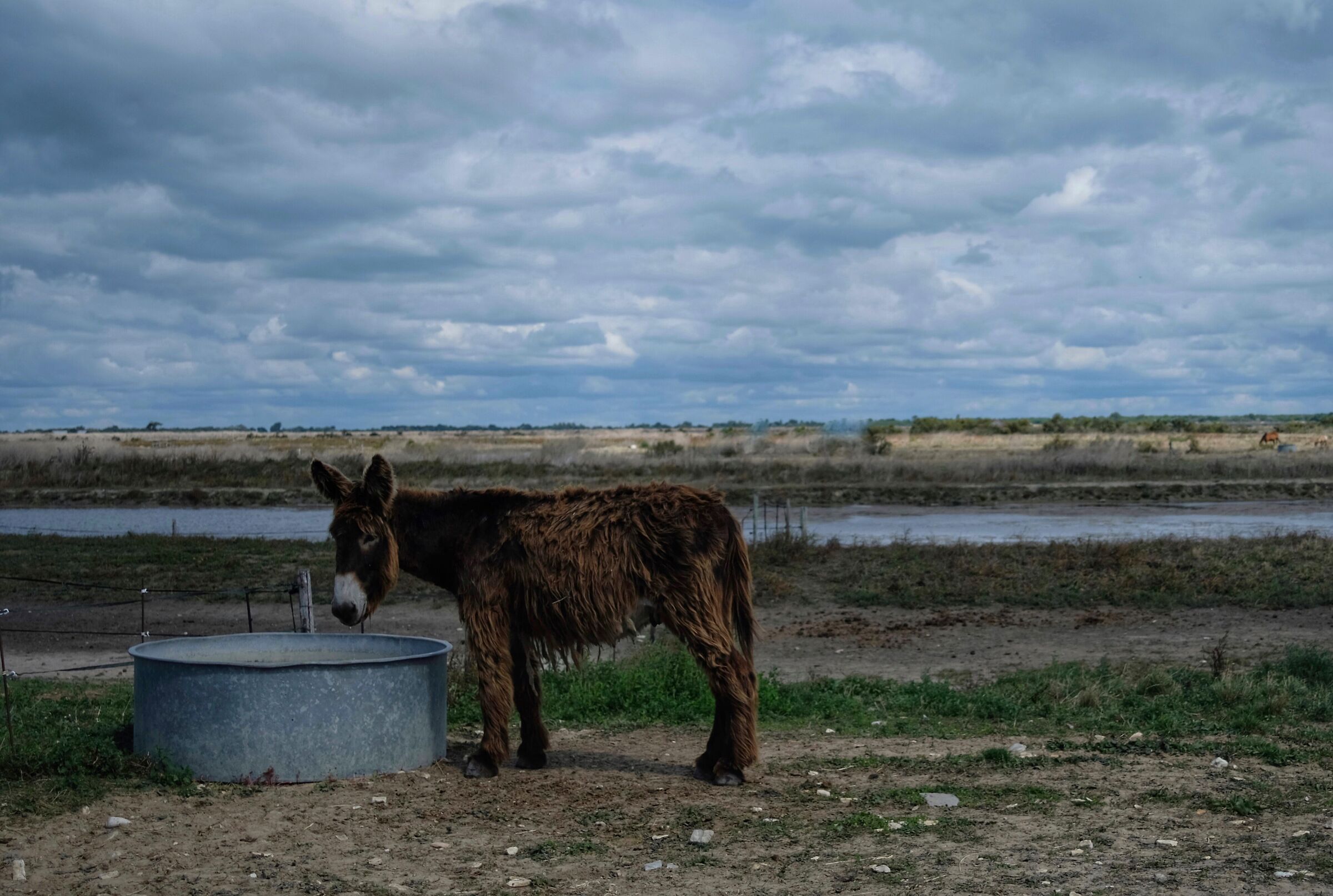 Asino , ti sei fatto i rasta?