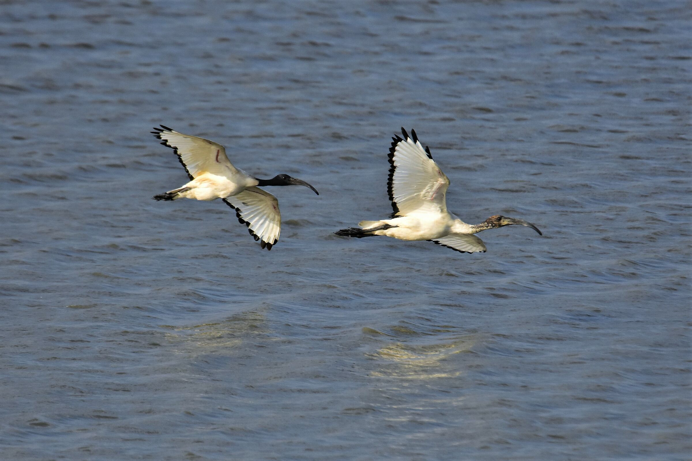 Sacred Ibis