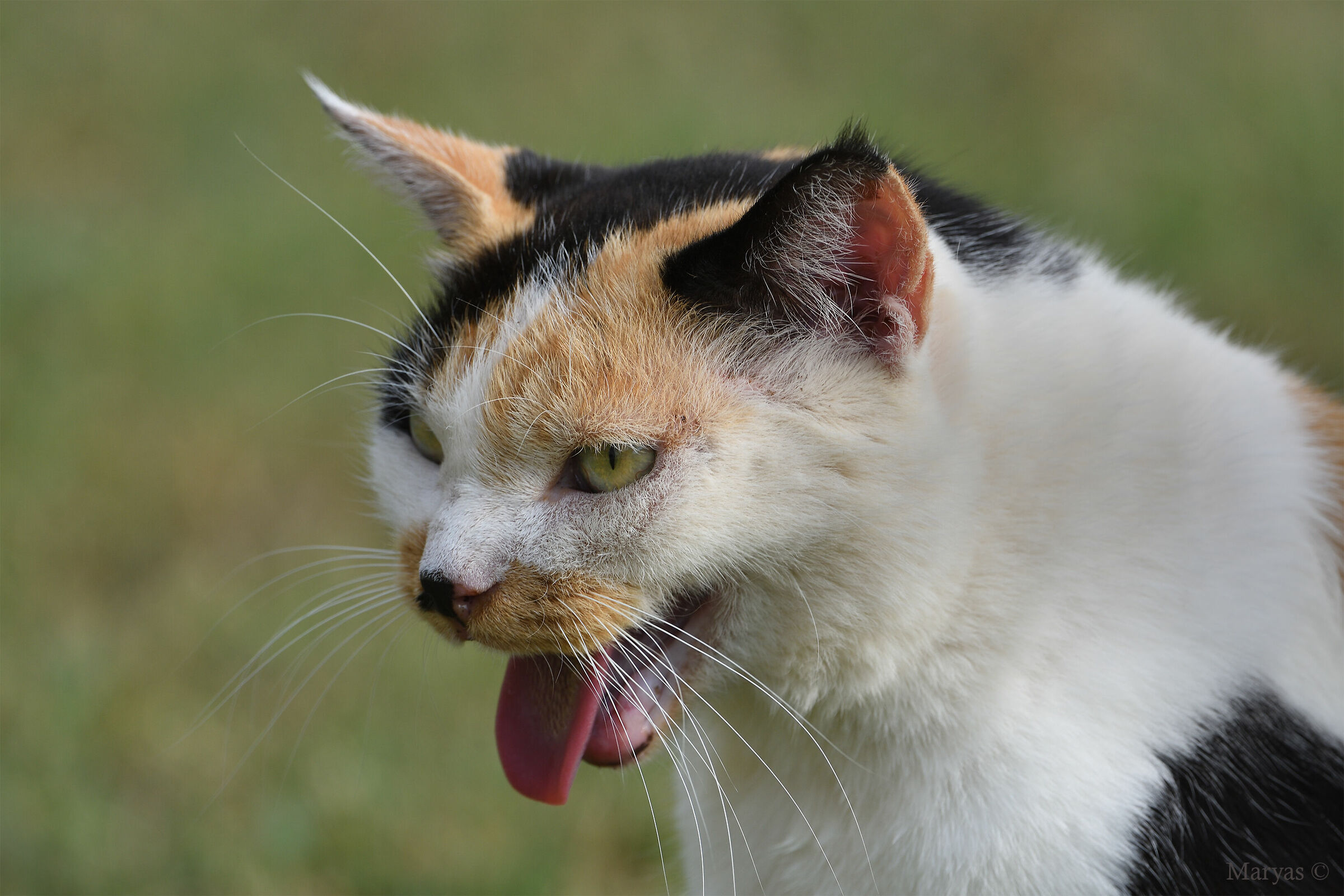 ...sempre la solita minestra bollente !!!