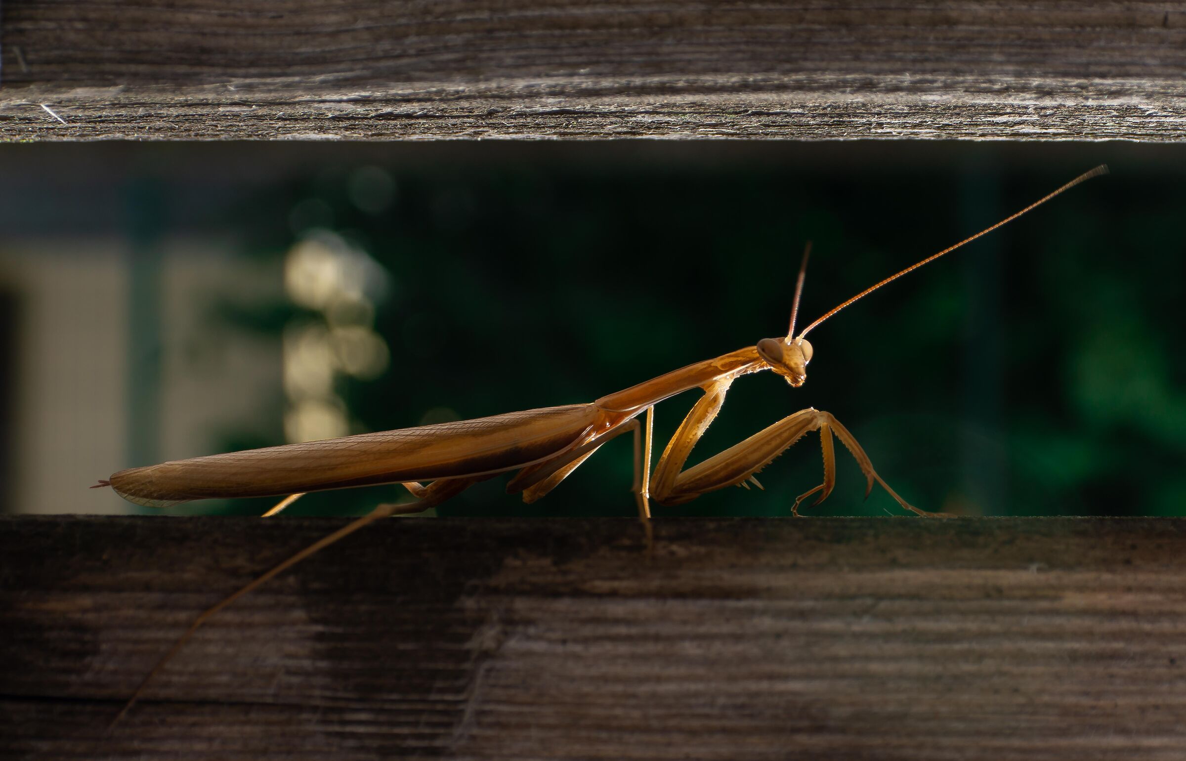 PRAYING MANTIS 2