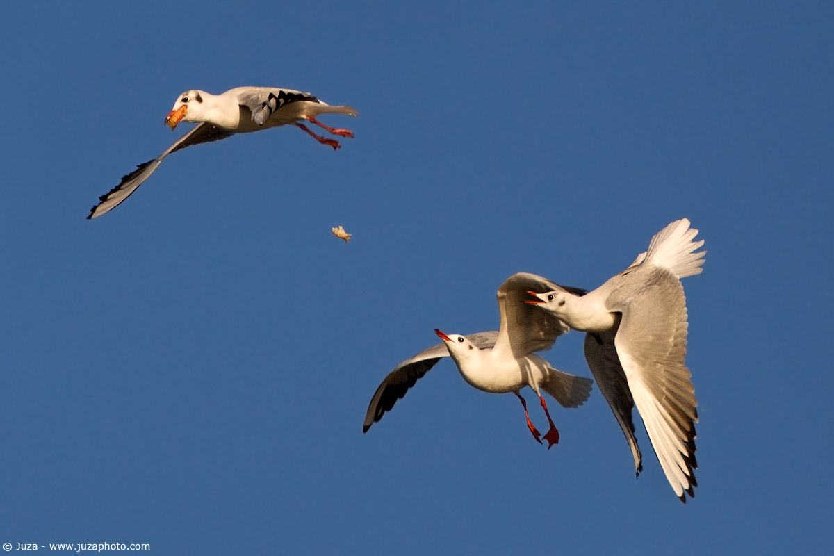 Larus ridibundus (Gabbiano Comune), 004132