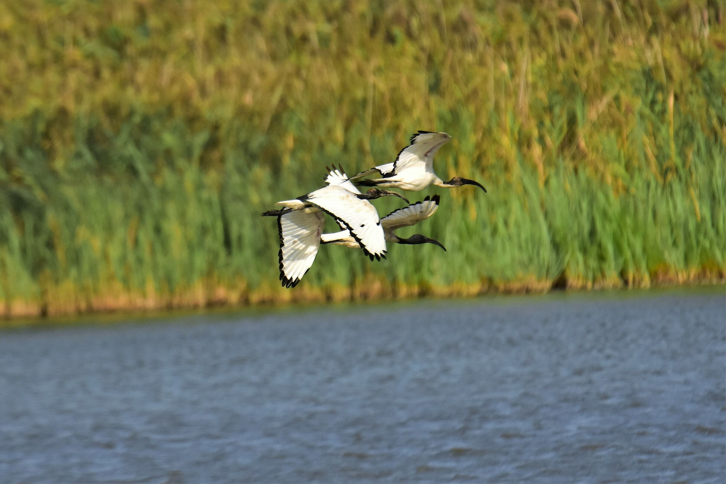 Sacred Ibis