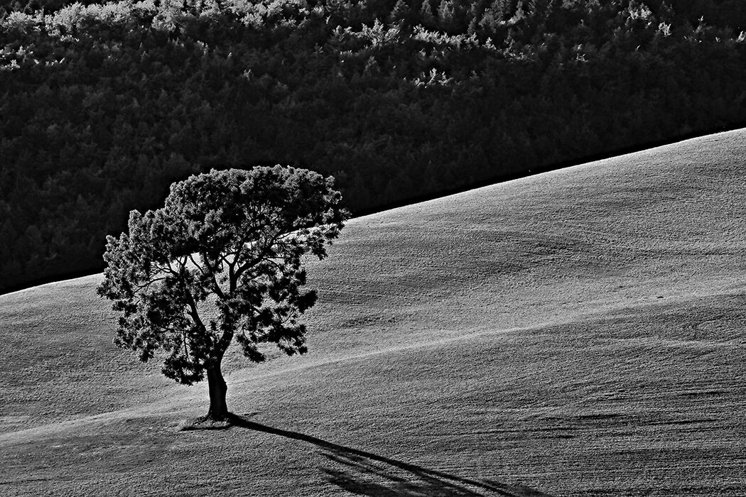 Beech in Lessinia.