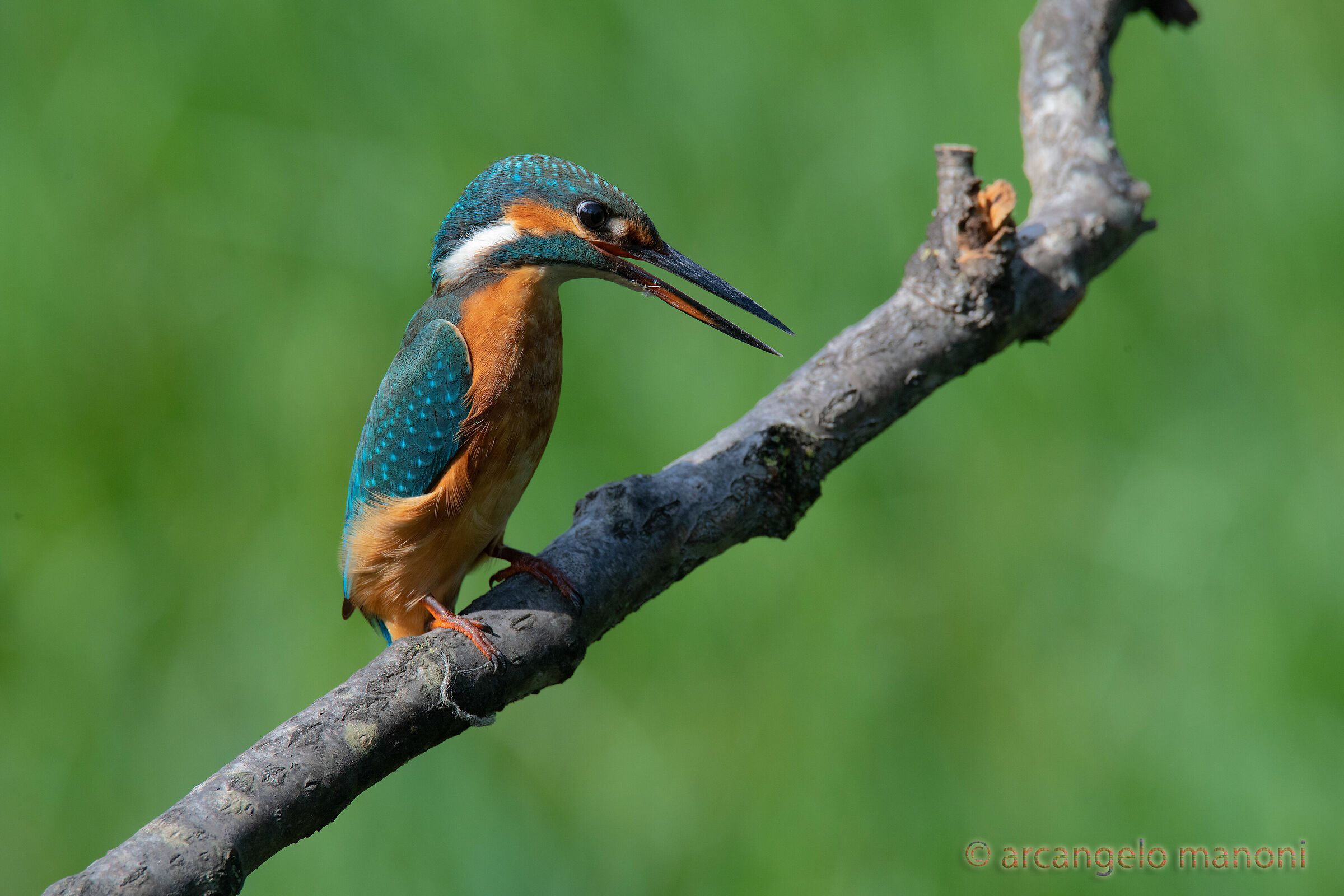 The call of the martina