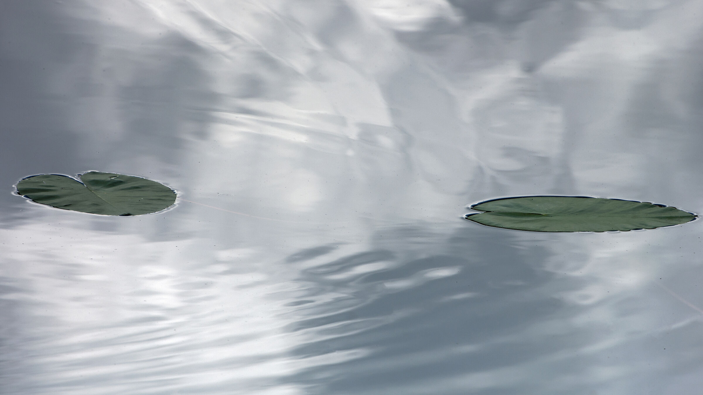 Due foglie di nannufaro