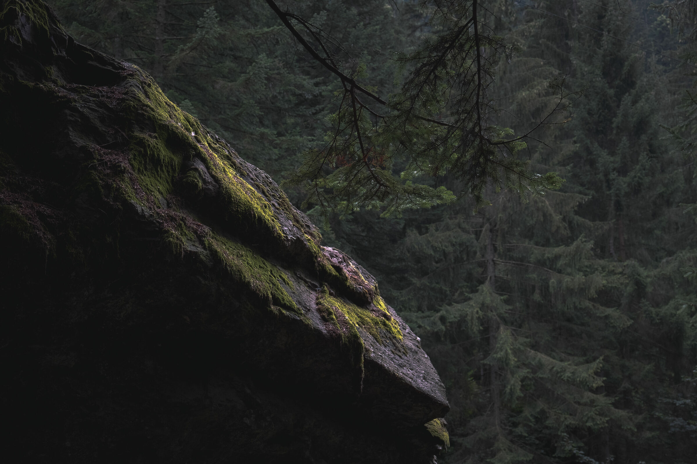 In the woods of Valgerola