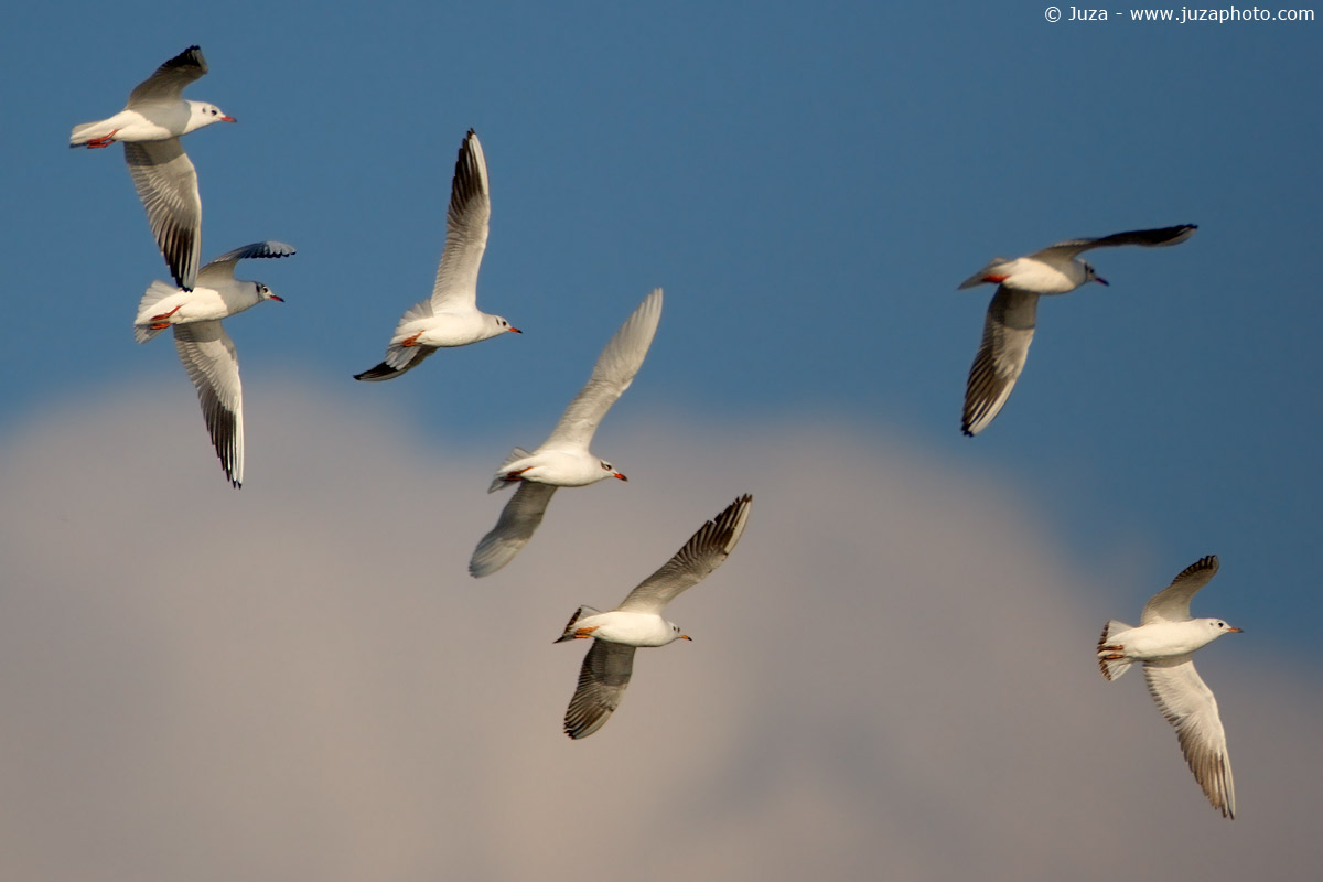 Larus ridibundus (Gabbiano Comune), 004197